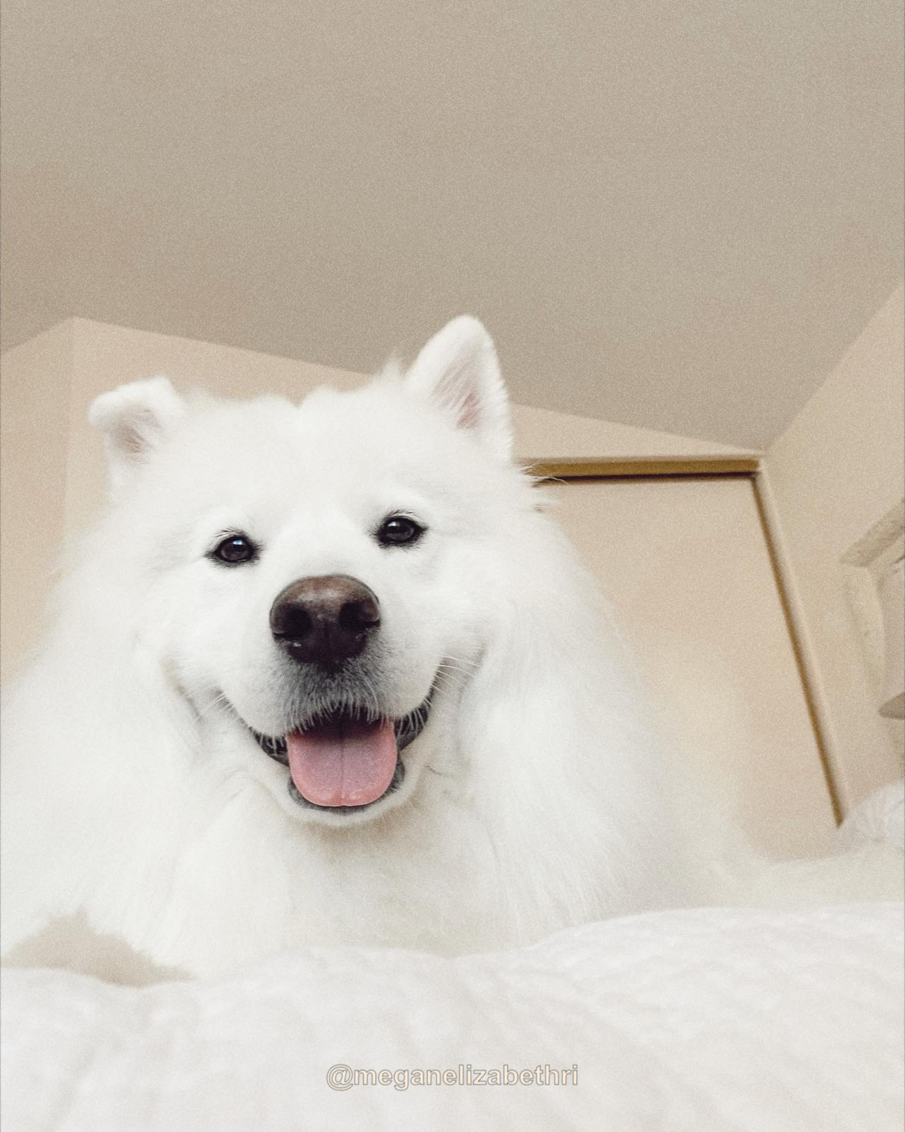 samoyed hudson